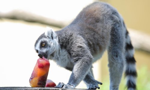 Pogledajte prekrasne životinje zagrebačkog ZOO-a kako se hlade i slade