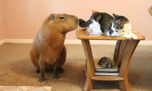 Prekrasna kapibara živi kao kućni ljubimac u Teksasu