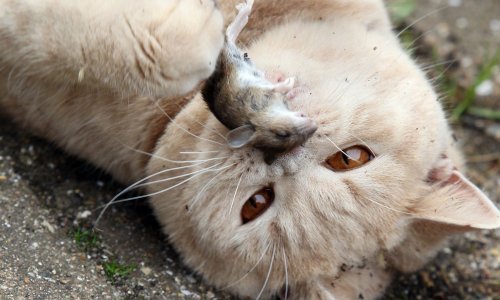 Upoznajte inženjera koji je umjetnom inteligencijom doskočio - mački