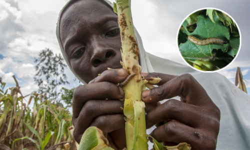 Napadnuta Kina, sprema se invazija na Europu: Ovi noćni leptiri jedu sve što im se nađe na putu i nitko im ne može ništa
