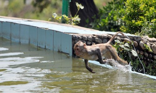 Čak se i majmuni ovih dana rashlađuju u bazenu