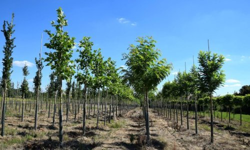 Znanstvenici otkrili što bi moglo spasiti planet