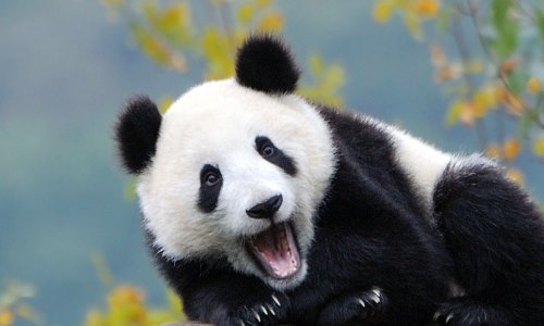 Rijetki blizanci divovske pande rođeni u belgijskom zoološkom vrtu