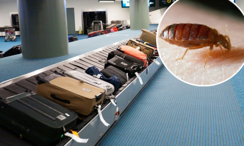 Najezda stjenica: Turisti ih donose u prtljazi, stručnjak objašnjava kako se šire