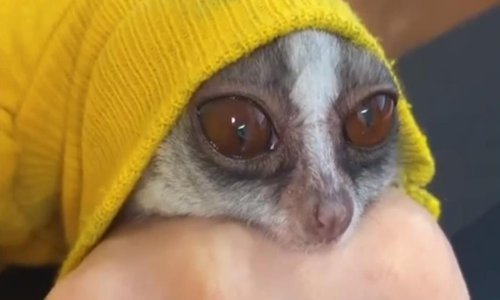 Današnja dnevna doza interneta ima asa u rukavu