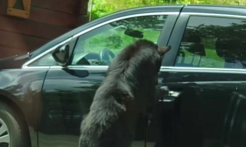Što učiniti kad vas goni medvjed? Bježanje u automobil očito nije rješenje!