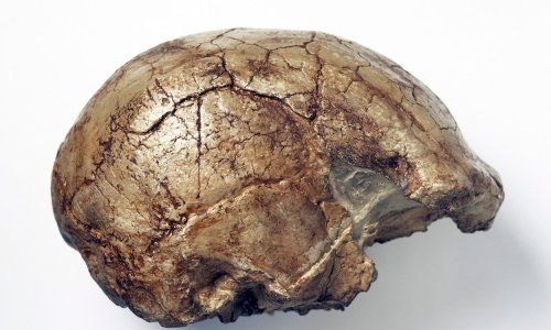 U Europi pronađen najstariji 'neafrički' homo sapiens