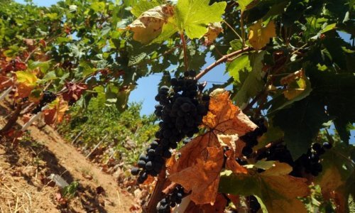 Prodaje se 'najveći vinograd na Mediteranu'