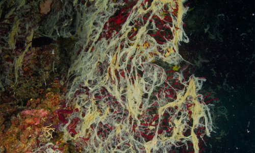 Sjeverni Jadran guši se u sluzi algi