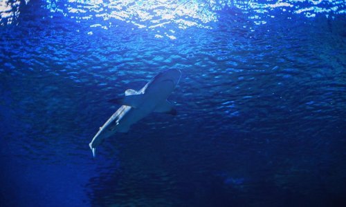 Pojavila se snimka velike bijele psine kod Lošinja: Ne nasjedajte, lažna je