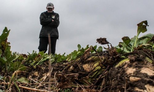 Farmeri na koljenima, mraz u Francuskoj izazvao nikad prije zabilježene štete na šećernoj repi