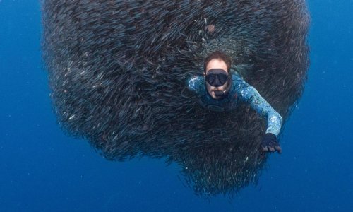 Ronilac se sakrio u jatu riba