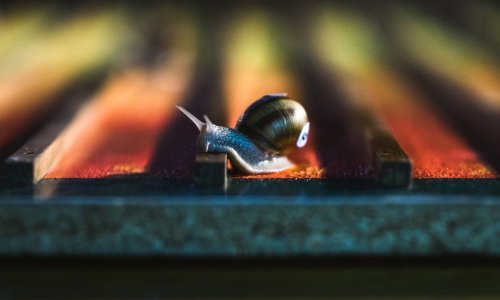 Ovo je najbrži puž u Hrvatskoj: U neočekivanom preokretu pobjedu odnio ljubimac KUD-a Branimir Benkovac