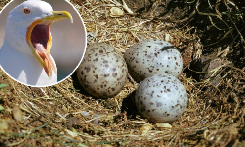 Čudo prirode: Sredozemni galebovi komuniciraju između sebe vibrirajući u jajima prije nego što se izlegu