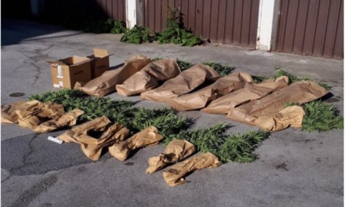 Pronađeno 30 stabljika indijske konoplje u dvorištu kuće 63-godišnjaka