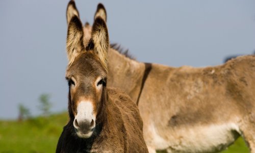 Posjetitelji Dugog otoka kući mogu ponijeti – 'sretno magareće govno'!