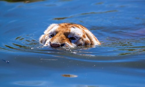 Razigrani tigrovi osvježenje od vrućina potražili u hladnoj vodi parka