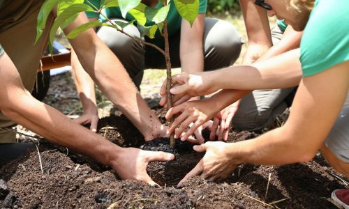 Etiopljani oborili svjetski rekord; za 12 sati zasadili više od 350 milijuna stabala