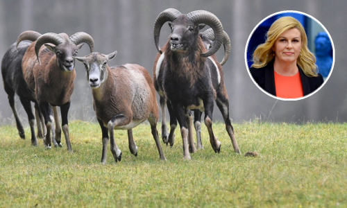 Doznajemo kada će se park-šuma Pantovčak otvoriti građanima. Hoćemo li trčati s jelenima i muflonima?