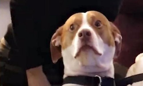 Ovaj pas zabrinutiji je nego gubitnici u kompilaciji failova