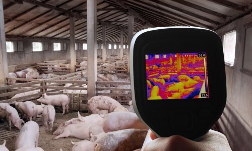 Afrička svinjska kuga potvrđena u Bosni i Hercegovini