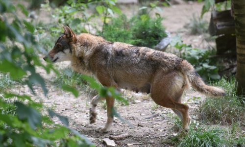 Zbog napada vukova i medvjeda traže ostavku ministra za okoliš