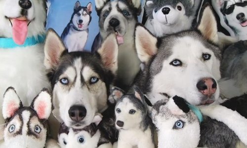 Ova kompilacija failova lako bi se mogla nazvati 'pronađi uljeza'