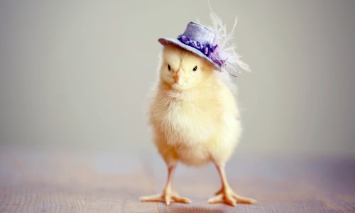 Imamo nešto što niste ni znali da danas želite vidjeti - piliće s kapicama!