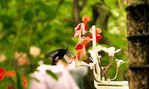 Kreativna Nizozemka smislila kako 3D tehnologijom hraniti pčele i leptire