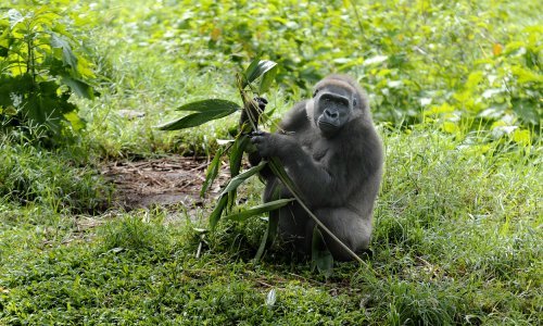 Genom gorile otkriva koliko su nam zaista slični