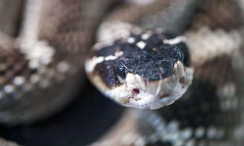 [FOTO/VIDEO] Zmije otrovnice okupirale centar Zagreba! Imate još samo nekoliko dana da uživo vidite ove predivne gmazove