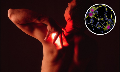 Švedski znanstvenici vjeruju da su otkrili novi organ koji osjeća bol: Nakon miševa, slijede pokusi na ljudima