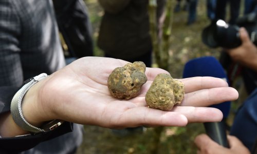 Španjolska, Italija i Francuska su lideri u uzgoju tartufa, ali jedna zemlja južne hemisfere im ozbiljno prijeti