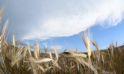 Njemački poljoprivrednici za slab urod krive klimatske promjene