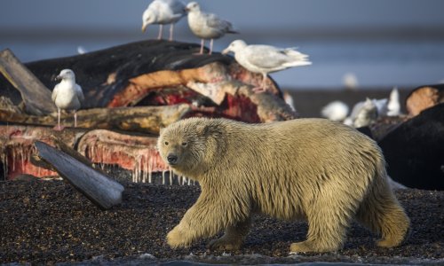 SAD će otkazati koncesije nafte i plina na Aljasci izdane pod Trumpom