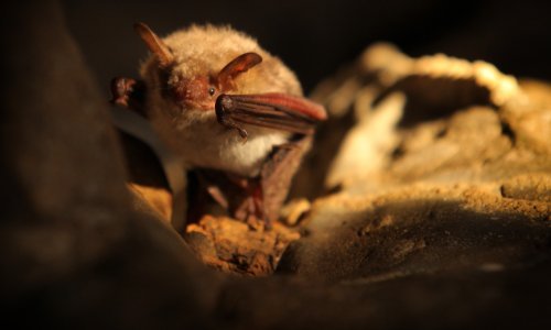 U Baraćevim špiljama kod Rakovice obilježit će se Noć šišmiša
