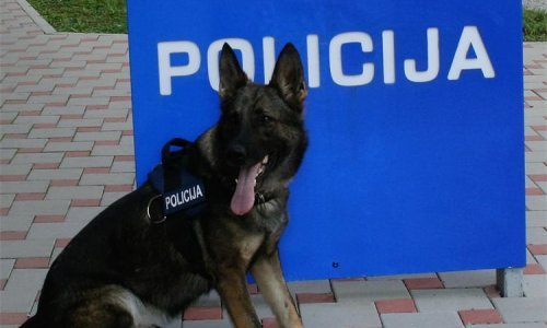 Policijski pas Boy u stanu šibenskog dilera pronašao više od 50 grama heroina