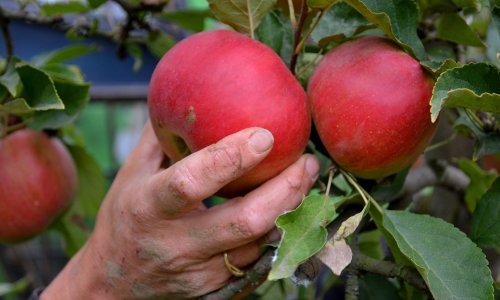 Prekupci i šverceri doveli voćare do ruba, trgovci ne žele vrhunske domaće jabuke, iako su uvozne i tri puta skuplje