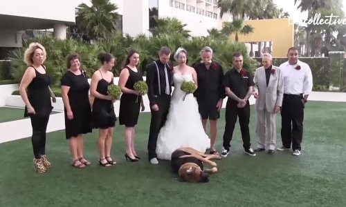 I životinje vole vjenčanja – pogotovo kad nisu pozvane!