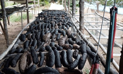 Kod Zadra zatečena dvojica muškaraca sa 200 kg morskih krastavaca, na crnom tržištu zaradili bi gotovo 100 tisuća kuna