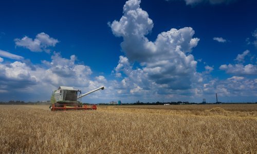 Gotova žetva: Proizvodnja pšenice u Hrvatskoj znatno porasla, uljana repica u minusu 30 posto