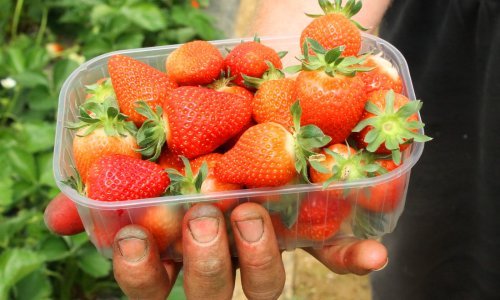 Stižu vrgoračke jagode