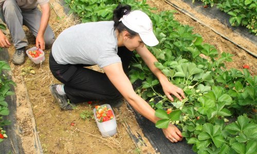 Počela berba vrgoračkih jagoda, očekuje se prihod od dva milijuna eura