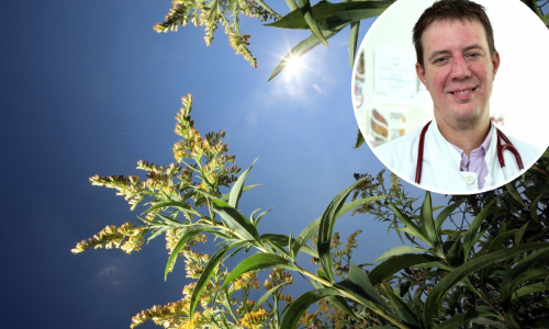 Dokad će trajati opsadno stanje zbog ambrozije i kako se najbolje obraniti od alergena, otkriva poznati hrvatski pulmolog