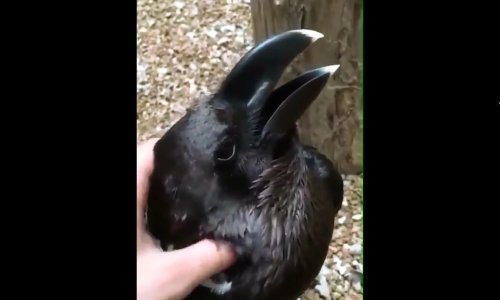 Zec ili vrana – što vi vidite?