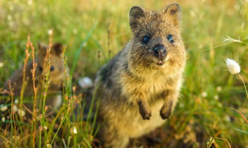 Kratkorepi valabiji imaju osmijeh od kojeg ćete se istopiti