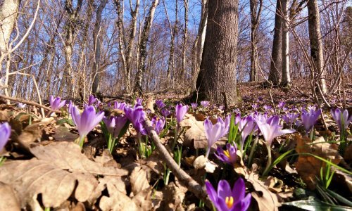 Zagorje u cvatu: Vjesnici proljeća zovu u prirodu