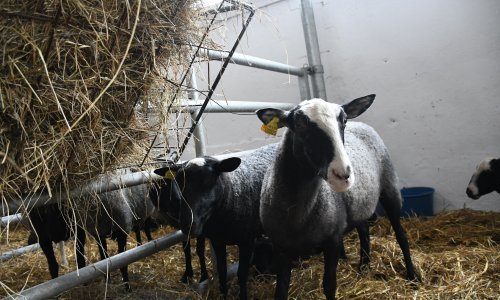 [FOTO] Političari pohitali na sajam u Gudovcu, evo što se doista tamo nudi