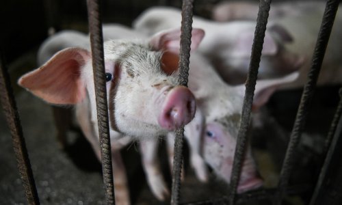 Japan zbog svinjske kuge uništio 753 svinje