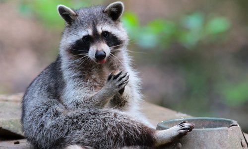 Pohlepni rakun ne voli dijeliti hranu